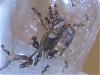 Pheidole pallidula 066.jpg