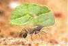 Acromyrmex-F-(800)+C.jpg