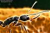 Harpegnathos-2-Fractalius-(800)+C.jpg